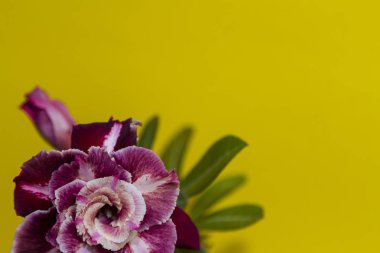 Kopya alanı ile sarı arka plan üzerinde güzel çiçek gül veya adenium