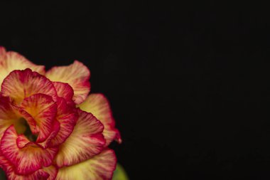 Kopya alanı ile siyah arka plan üzerinde güzel çiçek gül veya adenium.
