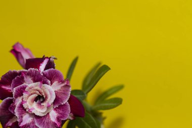Kopya alanı ile sarı arka plan üzerinde güzel çiçek gül veya adenium. Tebrik kartı için tam kullanım konsepti