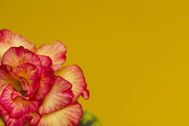 Parlak çiçek gül veya adenium kopya alanı ile sarı arka plan üzerinde.