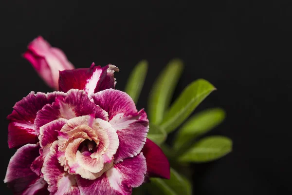 Güzel sarı-mor çiçek gül veya yeşil yaprakları ile adenium