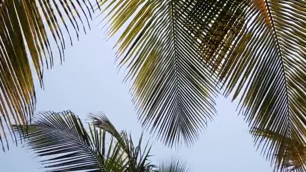 Kokosbladeren bewegen op de wind. Onderste weergave. — Stockvideo