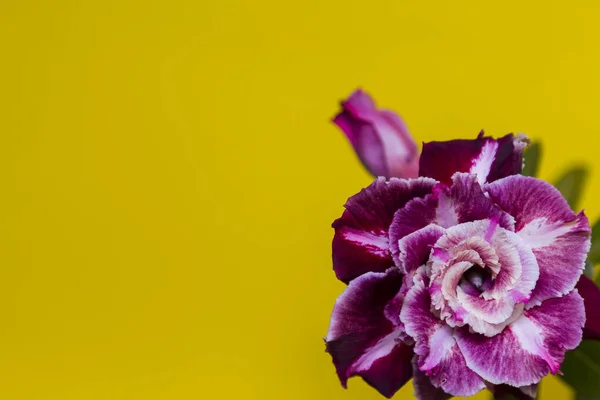 Hermosa flor rosa o adenium sobre fondo amarillo con espacio de copia —  Fotos de Stock