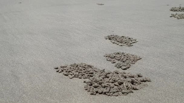 Krabbor på havets strand ser ut som minkar på stranden. Djur blekna från varje skomakare, vänta på en säker tid — Stockvideo