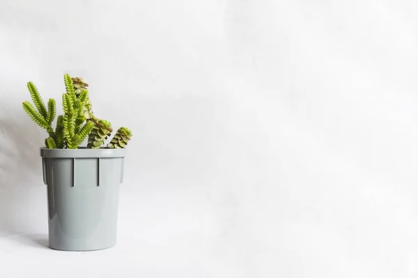 Küçük sulu veya doğal yeşil bitki Crassula