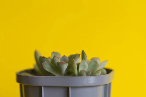 Sappige of kleine groene plant echeveria in grijze vlek — Stockfoto