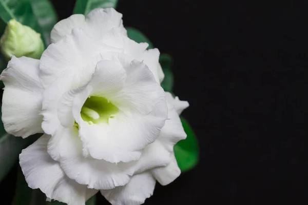 Bella rosa fiore bianco o adenio su sfondo nero con spazio di copia per il testo — Foto Stock