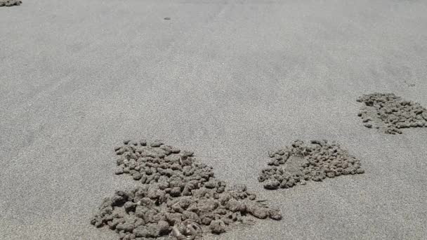 Crabs on the beach of ocean roar holes in sand — Stock Video