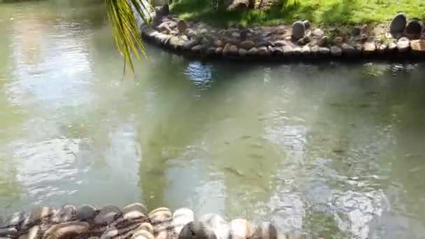Ryby pływają w kamiennym stawie. — Wideo stockowe