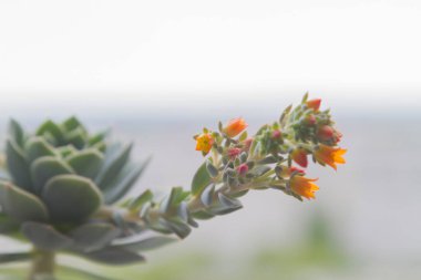 Sulu echeveria parlak turuncu renklerde çiçek açar. Çiçek pencere eşiğinde duruyor..