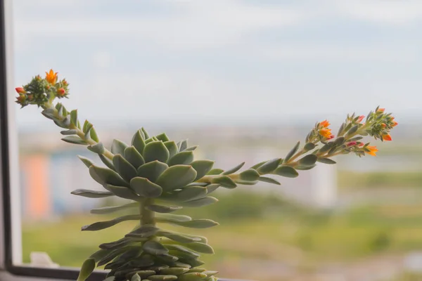 De sappige echeveria bloeit. Kleine bloemen hebben feloranje kleuren. — Stockfoto