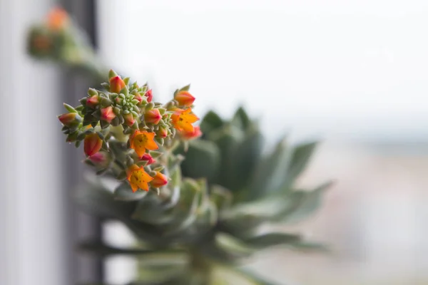 Sluiten van bloeiende sappige echeveria. Heldere oranje kleuren. — Stockfoto