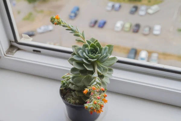 De sappige echeveria desmetiana bloeit in feloranje kleuren. — Stockfoto