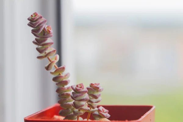 Kleine sappige plantenpot aan het witte venster met wazige natuur achtergrond — Stockfoto