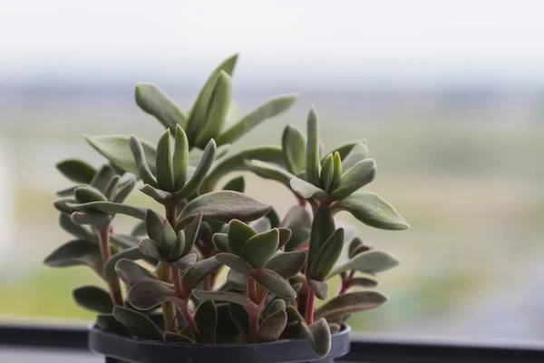 Kleine groene sappige plant aan het witte venster met wazige natuur achtergrond — Stockfoto