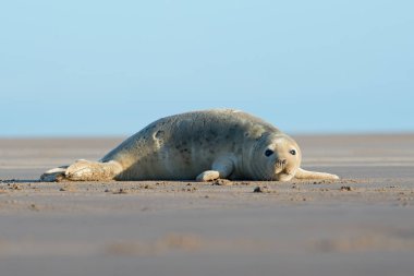 Atlantic Grey Seal Pup (Halichoerus grypus) clipart