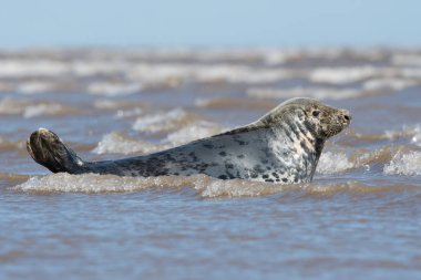 Atlantic Grey Seal (Halichoerus grypus) clipart