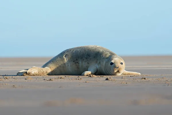 Atlanti Óceán Szürke Seal Pup Halichoerus Grypus — Stock Fotó