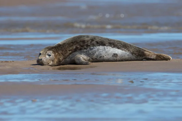 Atlantische Grey Seal Halichoerus Grypus — Stockfoto