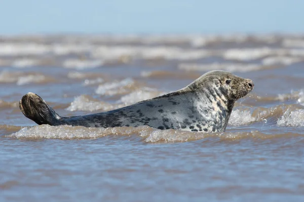 Phoque Gris Atlantique Halichoerus Grypus — Photo