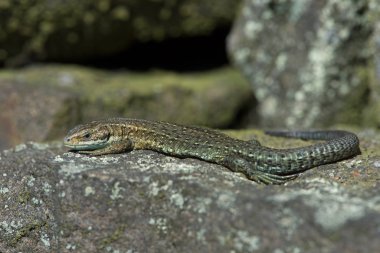 Taş duvar viviparous kertenkele (Zootoca vivipara) Lichen üzerinde tadını çıkarma kaplı