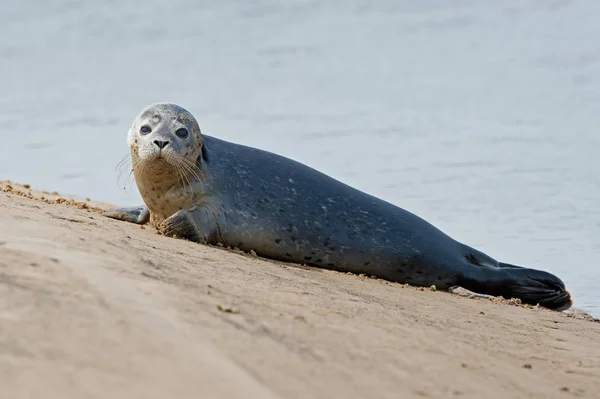 Harbour Seal Phoca Vitulina — Stock Photo, Image