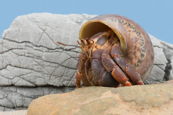 Caribbean Hermit Crab Coenobita Clypeatus — 스톡 사진