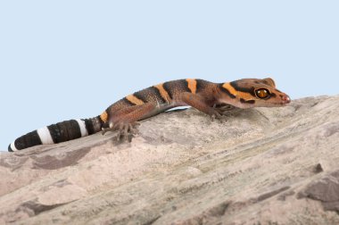Vietnamca mağara pürüzsüz kayada tadını çıkarma Gecko (Goniurosaurus araneus)