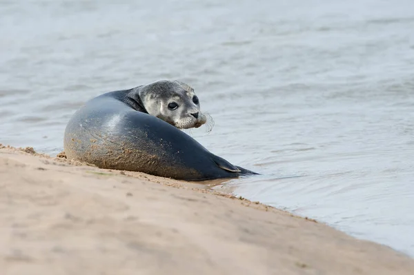 Harbour Seal Pup Phoca Vitulina Vid Kanten Havet — Stockfoto
