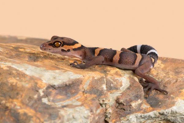 Βιετναμέζικα Σπήλαιο Gecko Goniurosaurus Araneus Basking Στην Ομαλή Βράχο — Φωτογραφία Αρχείου