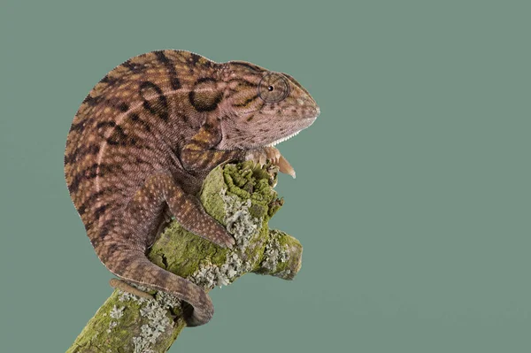 Camaleón Alfombra Furcifer Lateralis Tomando Sol Tallo Planta — Foto de Stock