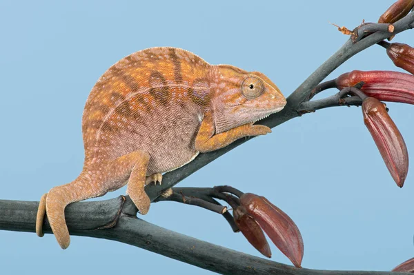 Tapijt Chameleon Furcifer Lateralis Zonnebaden Stengel Van Plant — Stockfoto