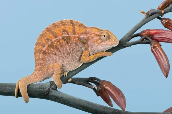 Camaleão Tapete Furcifer Lateralis Basking Caule Planta — Fotografia de Stock