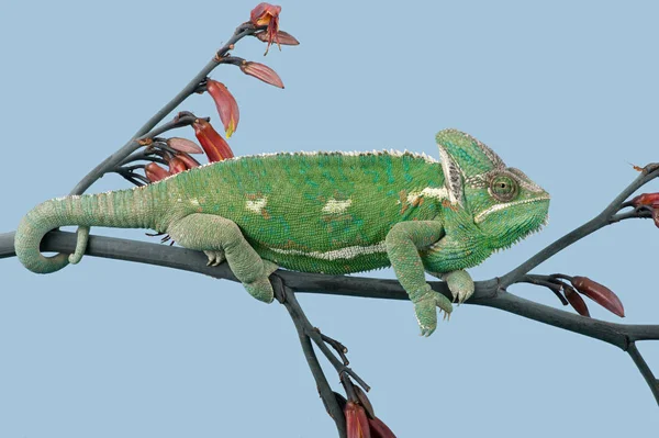 Beslöjade Chameleon Chamaeleo Calyptratus — Stockfoto