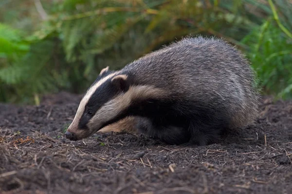 Badger Meles Meles Emerging Sett Thick Bracken — Stock Photo, Image