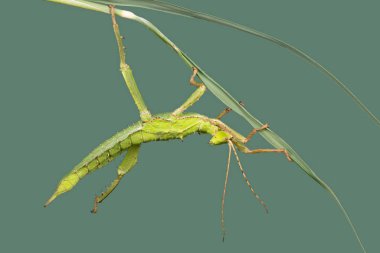 Jungle Nymph Stick Insect (Heteropteryx dilatata) on green stalk clipart