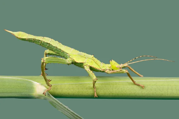 Jungle Nymph Stick Insect Heteropteryx Dilatata Green Stalk — Stock Photo, Image