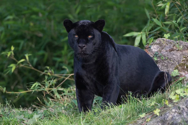 Fekete Jaguár Oroszlánt — Stock Fotó