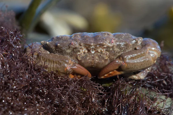 Bristly Xanthid Crab Pilumnus Hirtellus — Stock Photo, Image