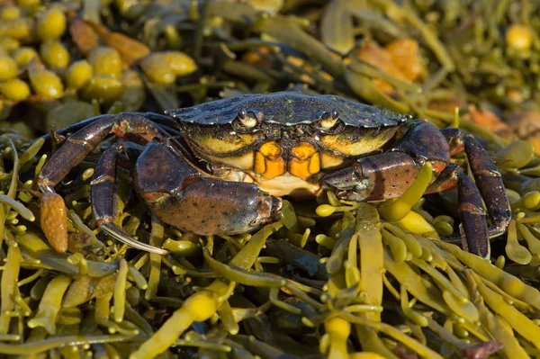 Green Shore Crab Carcinus Maenas — Stock Photo, Image