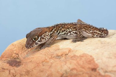 Leopar gecko (Paroedura pictus)