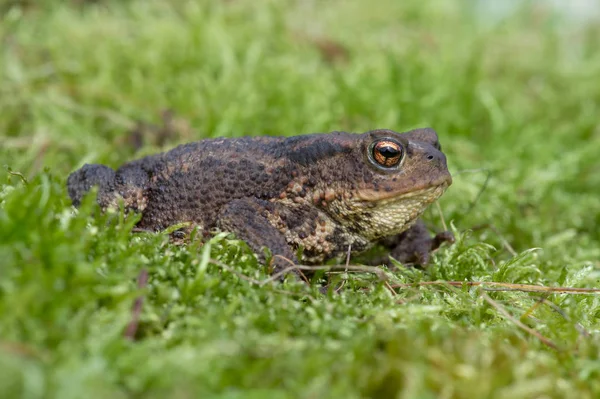 Common Toad Bufo Bufo — Stock Photo, Image
