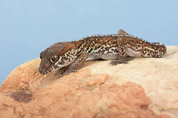 Lagartixa Jaguatirica Paroedura Pictus — Fotografia de Stock