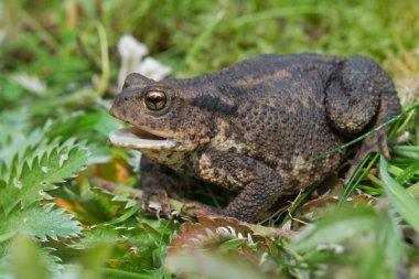 Genel Kurbağa (bufo bufo)