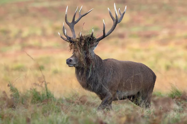 レッド ディアの雄鹿 Cervus Elaphus 彼の角に絡まってワラビと — ストック写真