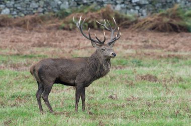 Kızıl geyik geyik (Cervus Elaphus)