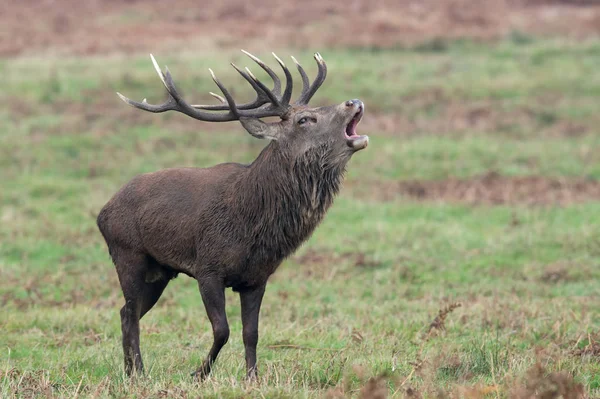 レッド ディア鹿 Bolving Cervus Elaphus — ストック写真