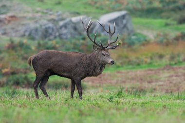 Kızıl geyik geyik (Cervus Elaphus)