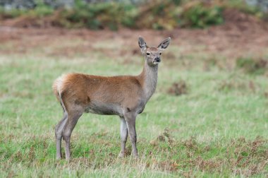 Kızıl geyik (Cervus Elaphus buzağı)