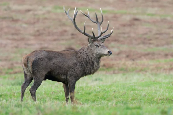 Jelen Jelen Cervus Elaphus — Stock fotografie